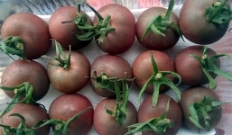 Cà chua màu lạ 150.000 đồng/kg bà nội trợ săn lùng